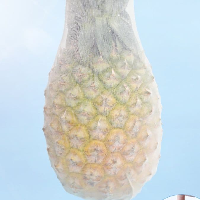 タイツ 蝉衣の夏糸