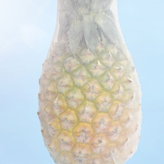 タイツ 透かし夢幻の極薄タイツ